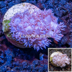 LiveAquaria® Cultured Goniopora Coral  (click for more detail)