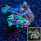 Glove Polyp Coral Indonesia (click for more detail)