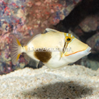 Boomerang Triggerfish (click for more detail)