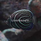 Emperor Angelfish, Juvenile (click for more detail)