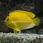 Flagfin Angelfish (click for more detail)