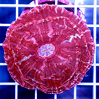 Cynarina Button Coral Indonesia (click for more detail)