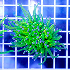 Torch Coral (click for more detail)