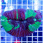 Lobed Brain Coral (click for more detail)