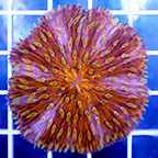 Short Tentacle Plate Coral (click for more detail)
