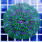 Short Tentacle Plate Coral (click for more detail)