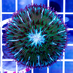 Short Tentacle Plate Coral (click for more detail)