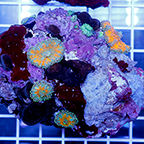 Ricordea Mushroom Rock (click for more detail)