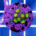 USA Cultured Zoanthus Coral (click for more detail)