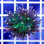 USA Cultured Ultra Duncan Coral (click for more detail)