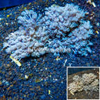 Xenia Coral Indonesia (click for more detail)