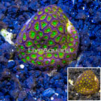 LiveAquaria® Cultured Leptastrea Coral (click for more detail)