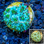 LiveAquaria® Cultured Galaxea Coral  (click for more detail)