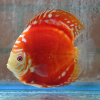 Red Panda Pigeon Discus (click for more detail)