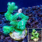 LiveAquaria® Cultured Green Stylophora Coral  (click for more detail)