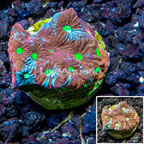 LiveAquaria® Cultured War Coral  (click for more detail)