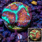 LiveAquaria® Cultured Favia Coral (click for more detail)