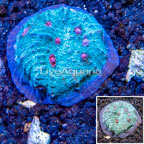 LiveAquaria® Ultra Chalice Coral (click for more detail)