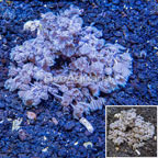 Xenia Coral Indonesia (click for more detail)