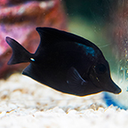 Black Longnose Tang  (click for more detail)