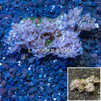 Xenia Coral Indonesia (click for more detail)