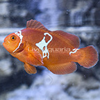 Captive-Bred Lightning Maroon Clownfish (click for more detail)