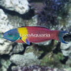 Paddlefin Wrasse Terminal Phase Male (click for more detail)