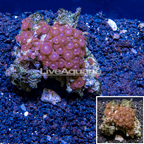 Zoanthus Coral Vietnam (click for more detail)