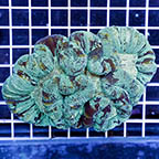 Open Brain Coral (click for more detail)