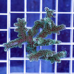 Birdsnest Coral (click for more detail)