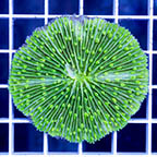 Short Tentacle Plate Coral (click for more detail)