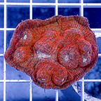 Chalice Coral (click for more detail)