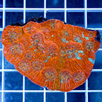 Chalice Coral (click for more detail)