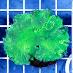 Cabbage Leather Coral Indonesia (click for more detail)