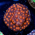 USA Cultured Cyphastrea Frag (click for more detail)