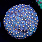 USA Cultured Cyphastrea Frag (click for more detail)