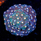 USA Cultured Cyphastrea Frag (click for more detail)