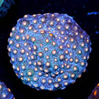 USA Cultured Cyphastrea Frag (click for more detail)