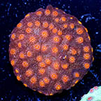 USA Cultured Cyphastrea Frag (click for more detail)