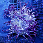 Long Tentacle Anemone Purple (click for more detail)