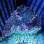 Sebae Anemone (click for more detail)