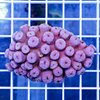 Tube Coral, Pink (click for more detail)