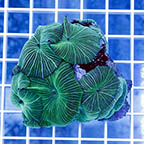 Mushroom Rock Actinodiscus (click for more detail)