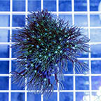 Pipe Organ Coral (click for more detail)