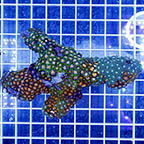 Zoanthus Coral (click for more detail)