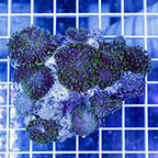 Hairy Mushroom Coral (click for more detail)