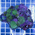 Actinodiscus Mushrooms (click for more detail)