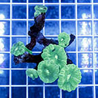 Candy Cane Coral (click for more detail)