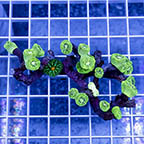 Candy Cane Coral (click for more detail)