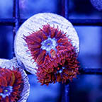 USA Cultured Blastomussa Merletti Coral (click for more detail)